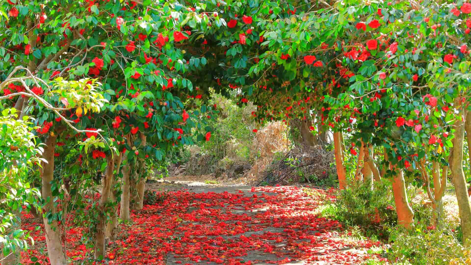 Ánh sáng cho hoa Camellia japonica Ánh sáng cho hoa Camellia japonica