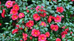 Bí mật đằng sau vẻ đẹp của hoa Camellia Japonica