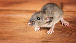 Cách đuổi chuột trong tích tắc, an toàn và hiệu quả