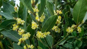 Cây nguyệt quế: Vua của các loại cây cảnh và công dụng bất ngờ