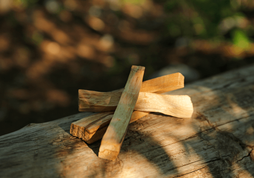 Gỗ Palo Santo là gì?